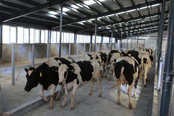 让扶贫"牛"起来——塔什库尔干县首家奶牛养殖,乳品生产基地进入实质